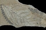 Pennsylvanian Fossil Fern (Neuropteris) Plate - Kentucky #181321-1